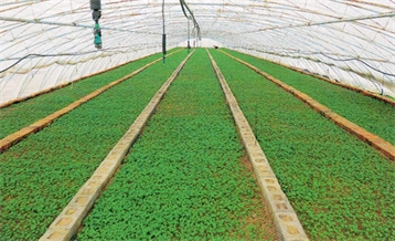 Improved Potato Varieties Breeding Greenhouse