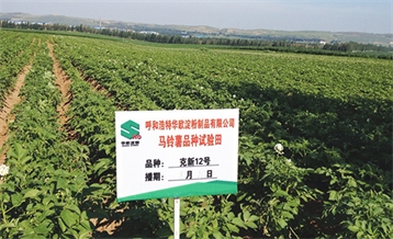 Potato varieties plots