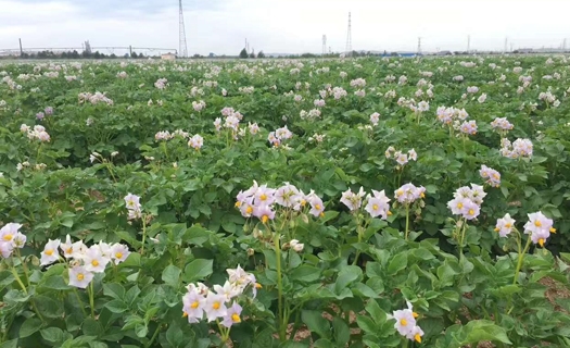 马铃薯种植基地